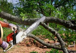 Best Tree Cabling and Bracing  in West Point, KY