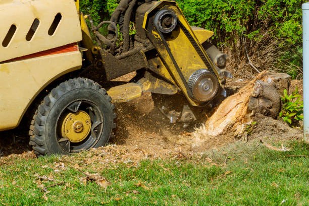 Best Palm Tree Trimming  in West Point, KY