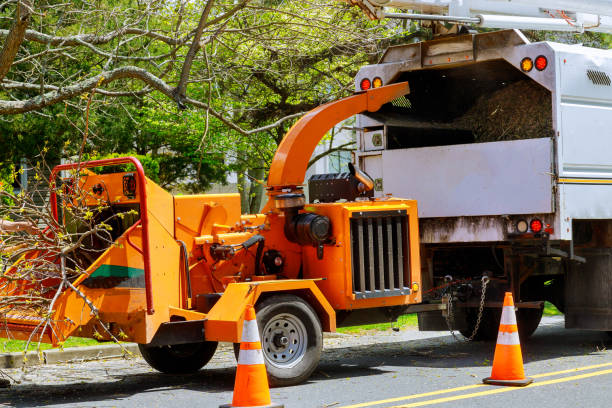 Best Tree and Shrub Care  in West Point, KY