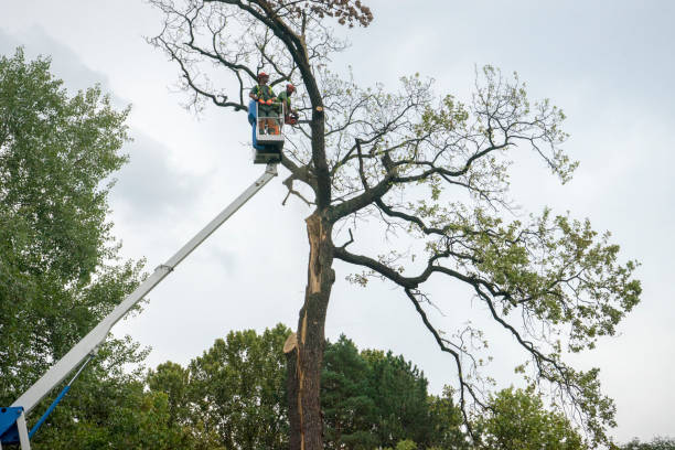 Best Tree Trimming and Pruning  in West Point, KY
