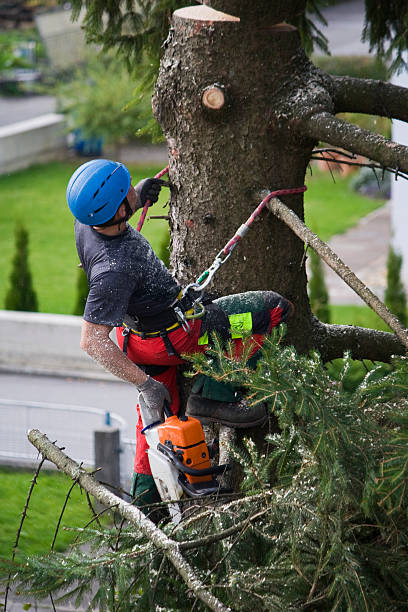 Best Palm Tree Trimming  in West Point, KY