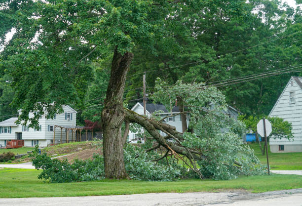 Professional Tree Services in West Point, KY