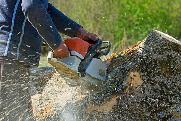 How Our Tree Care Process Works  in  West Point, KY